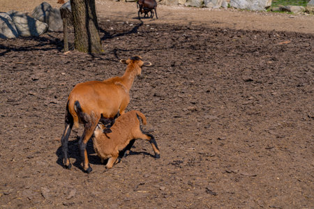 Goats and goats in the aviary of the zoological gardenの写真素材