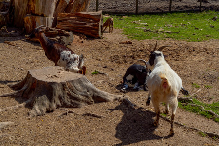 Goats and goats in the aviary of the zoological gardenの写真素材