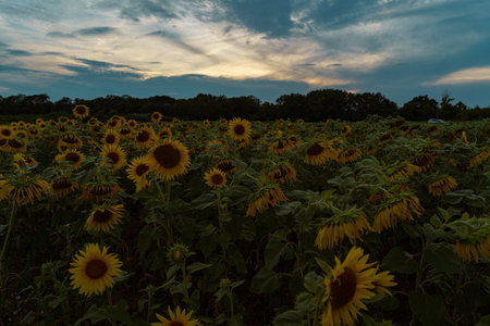 Sunflower field at sunset in summer dramatic light. Sunflower natural background.の写真素材