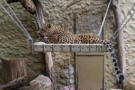 Leopard resting on a swing in a zoo in Prague, Czech Republicの写真素材