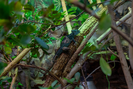 Chameleon on a tree in the jungle. Close up.