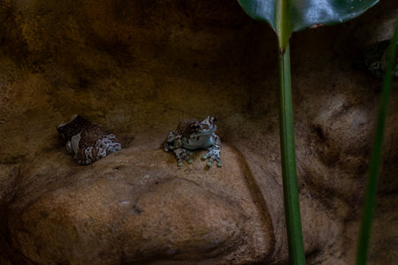a small poisonous frog sits on a pebbleの写真素材