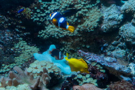 Clown fish at the bottom of a coral reef in the Red Seaの写真素材