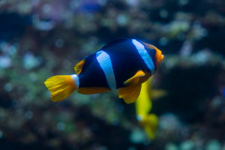 Clown fish and corals on a coral reef in the Red Sea