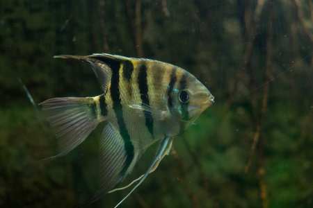 Tropical fish in an aquarium on a dark background close-upの写真素材