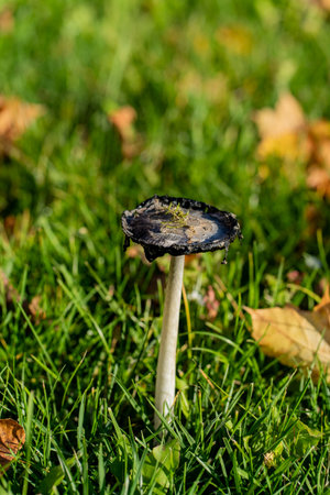 Close-up of a mushroom in the grass with fallen leaves in the backgroundの写真素材