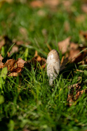 Mushroom on the grass in autumn. Shallow depth of field.の写真素材