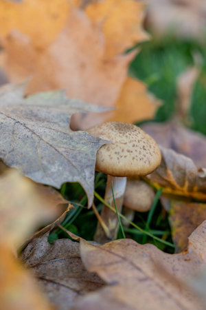 Mushroom in the autumn forest. Shallow depth of field.の写真素材