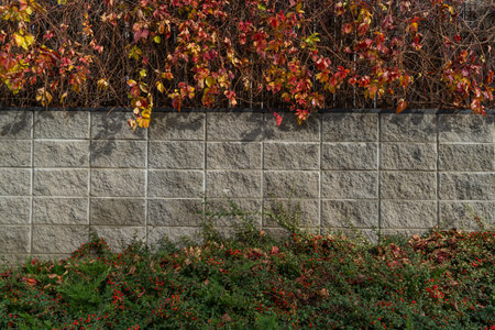 The amazing colors of the autumn, bright orange red leaves of climbing plant Parthenocissus quinquefolia on grey stone wallの写真素材
