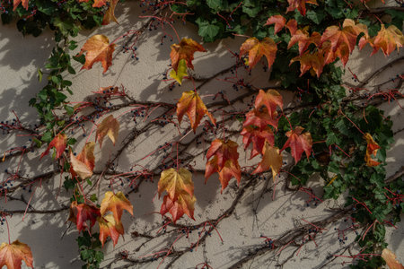 The amazing colors of the autumn, bright orange red leaves of climbing plant Parthenocissus quinquefolia on grey stone wallの写真素材