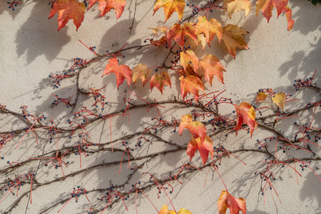 The amazing colors of the autumn, bright orange red leaves of climbing plant Parthenocissus quinquefolia on grey stone wallの写真素材