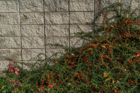The amazing colors of the autumn, bright orange red leaves of climbing plant Parthenocissus quinquefolia on grey stone wallの写真素材