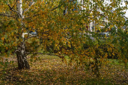 Autumn landscape with birch and yellow leaves in city park.の写真素材