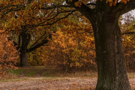 Beautiful autumn landscape in the oak grove in the park.の写真素材