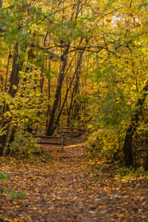 Autumnal alley in the city park. Beautiful autumn landscape.の写真素材