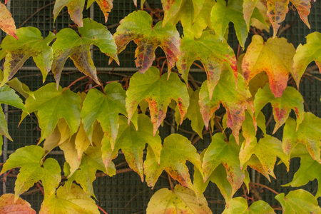 The amazing colors of the autumn, bright orange red leaves of climbing plant Parthenocissus quinquefolia on grey stone wallの写真素材