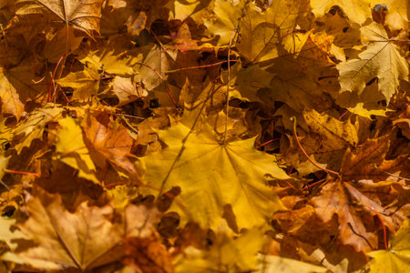 Maple leaves on the ground in the autumn forest close-upの写真素材