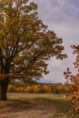 Autumn oak tree with yellow leaves on the ground and cloudy skyの写真素材