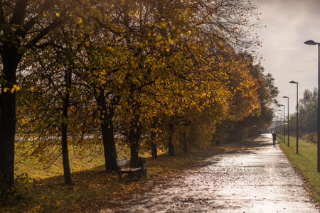 Autumnal alley in the city park. Beautiful autumn landscape.の写真素材
