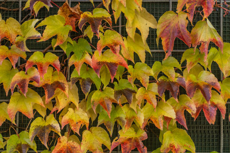Colorful autumn leaves on a wall in the city. Autumn landscape.(Parthenocissus quinquefolia)の写真素材