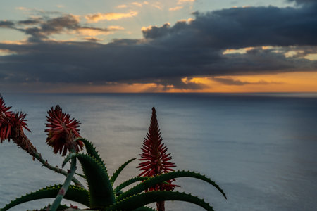Aloe vera plant on the background of the sea at sunsetの写真素材