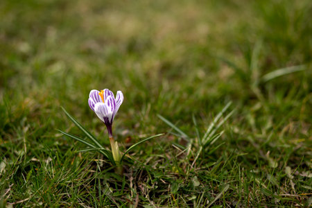 Crocus vernus - first spring flowers in the meadowの写真素材