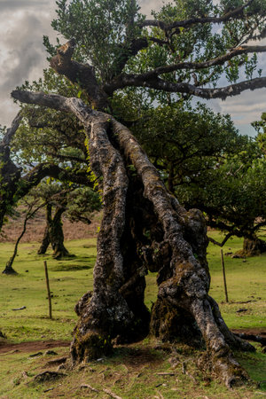 The primeval laurel forest of Laurissilva on the island of Madeira Portugal Gnarled trees scattered across a grassy field.の写真素材