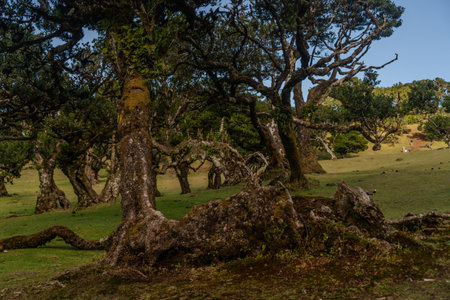 The primeval laurel forest of Laurissilva on the island of Madeira Portugalの写真素材