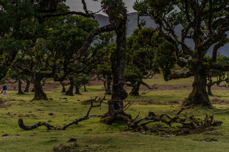 The primeval laurel forest of Laurissilva on the island of Madeira Portugal Gnarled trees scattered across a grassy field. Rolling hills stretch into the distance under a clear bluの写真素材