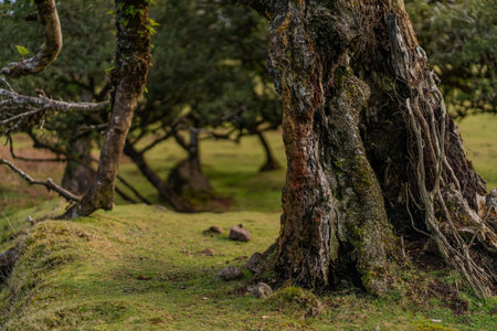 The primeval laurel forest of Laurissilva on the island of Madeira Portugal Gnarled trees scattered across a grassy field. Rolling hills stretch into the distance under a clear bluの写真素材