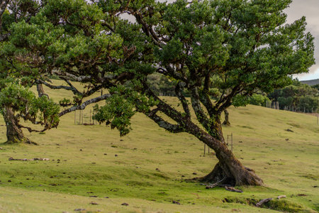 The primeval laurel forest of Laurissilva on the island of Madeira Portugal Gnarled trees scattered across a grassy field. Rolling hills stretch into the distance under a clear bluの写真素材