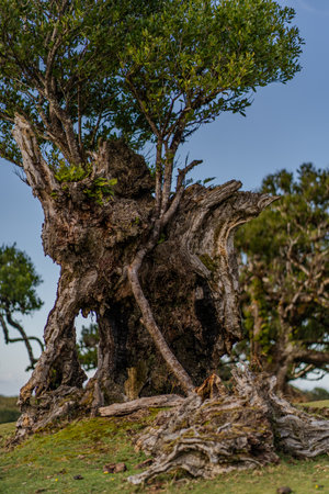 Old olive tree in the countryside of the province of Zamora, Spainの写真素材