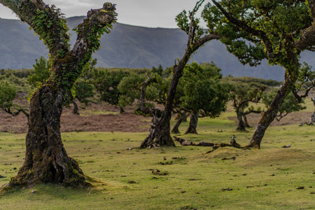 The primeval laurel forest of Laurissilva on the island of Madeira Portugal Gnarled trees scattered across a grassy field. Rolling hills stretch into the distance under a clear bluの写真素材