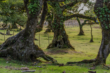 The primeval laurel forest of Laurissilva on the island of Madeira Portugal Gnarled trees scattered across a grassy field. Rolling hills stretch into the distance under a clear bluの写真素材
