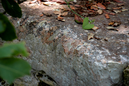 The texture of the stone is covered with small green leaves. The background is blurred.の写真素材