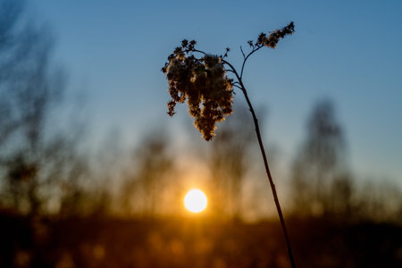 Dry grass in the sunlight. Shallow depth of field.の写真素材