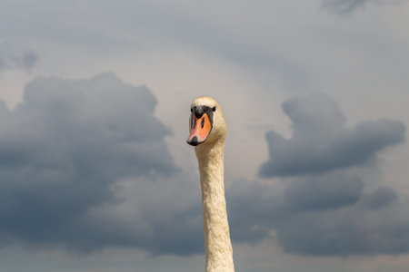White swan with orange beak on cloudy sky background, close upの写真素材