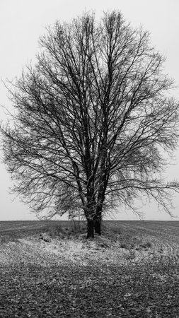 Black and white photo of a bare tree on a field in winterの写真素材