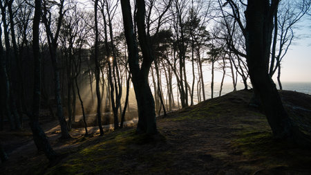 sunset in the forest with trees and fog near the sea.の写真素材