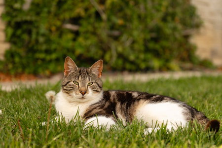 Tabby cat lying on the green grass in the garden, selective focusの写真素材