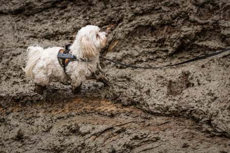 Bichon Frize dog standing on a mud in the rainの写真素材