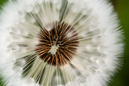 Dandelion seeds close-up, macro photography, natural backgroundの写真素材