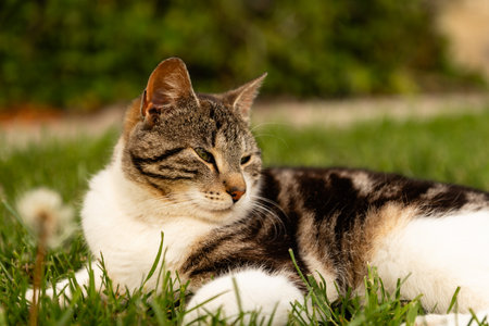 Domestic cat lying on green grass in the garden. Selective focus.の写真素材