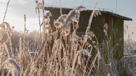 Frosted grass in a field with a hut in the backgroundの写真素材