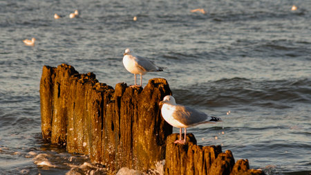 Seagulls on the shore of the sea in the eveningの写真素材