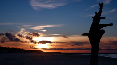 Silhouette of a tree on the beach at sunset with beautiful skyの写真素材