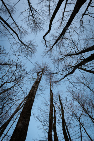 Silhouette of bare trees in the forest with blue sky backgroundの写真素材