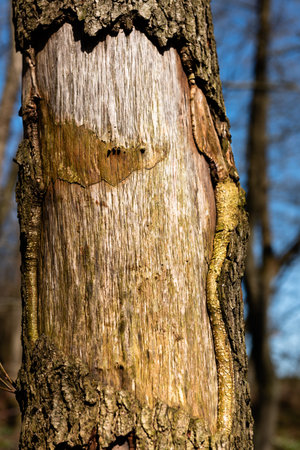 Old tree trunk in the spring forest. Selective focus. Toned.の写真素材