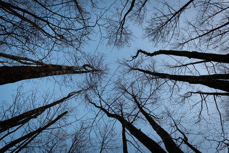 Silhouettes of bare trees against the blue sky in winter.の写真素材