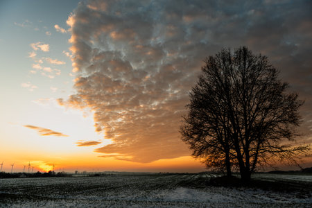 Beautiful winter landscape with lonely tree in the field at sunset.の写真素材